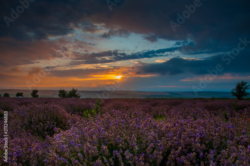 Sun rising over a lavender field in summer. Vibrant morning landscape with a cloudy colorful sky over the flowers © tramster