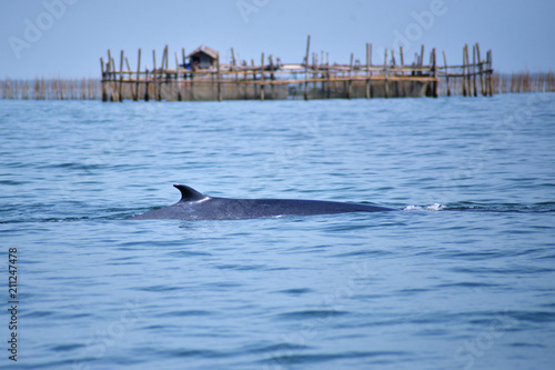 Bryde s whale in the Gulf of Thailand It is registered with the Department of Marine Resources.