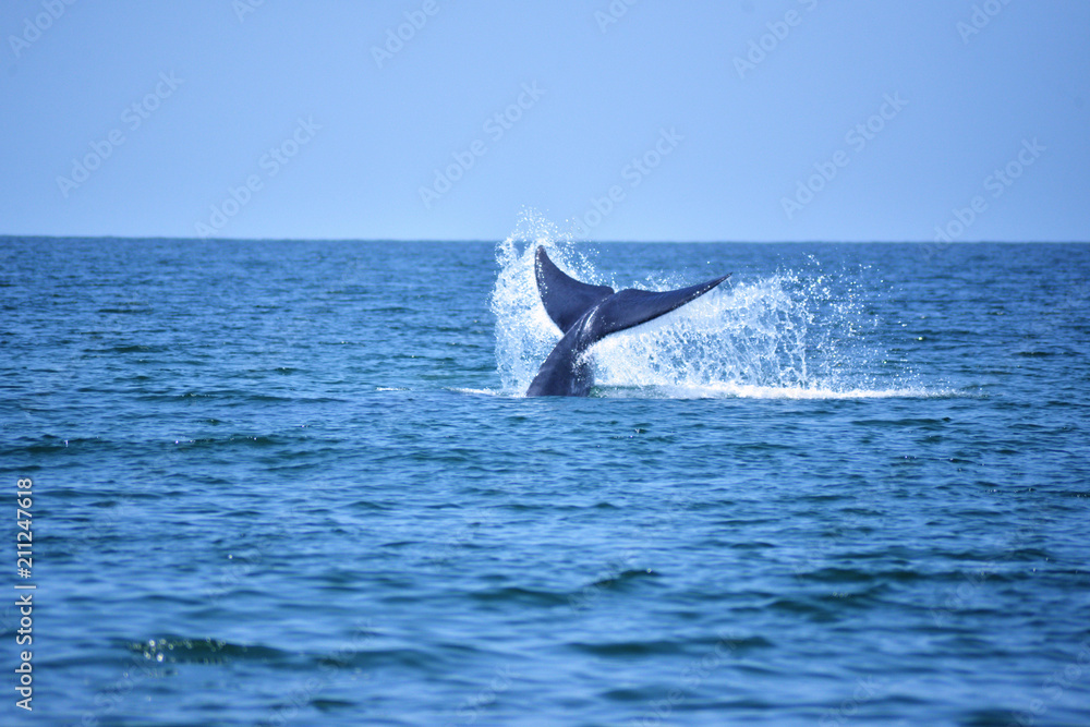 Bryde's whale in the Gulf of Thailand It is registered with the Department of Marine Resources. Bryde's whale in the Gulf of Thailand It is registered with the Department of Marine Resources.