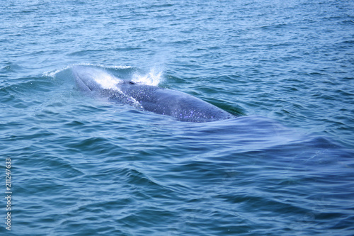 Bryde s whale in the Gulf of Thailand It is registered with the Department of Marine Resources.