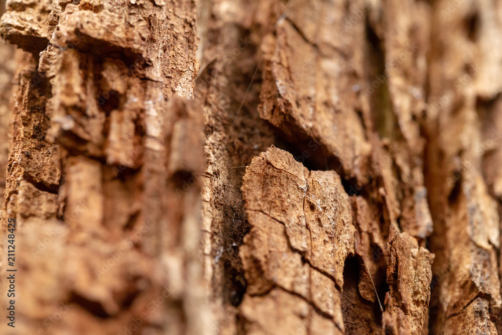 Bark Tree Texture Macro Bark Tree Texture Macro