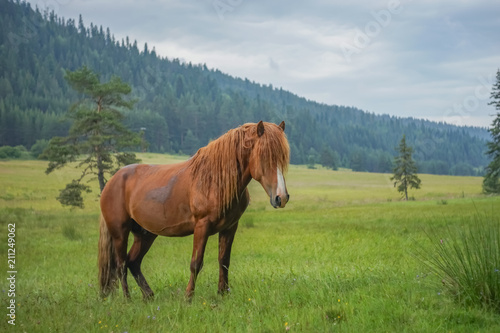 Young Horse on a forest Meadow © Stoyan