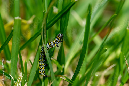 Mullein moth caterpillar photo