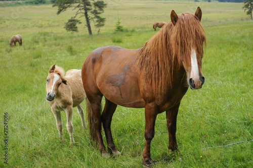 Horses grazing on a forest meadow