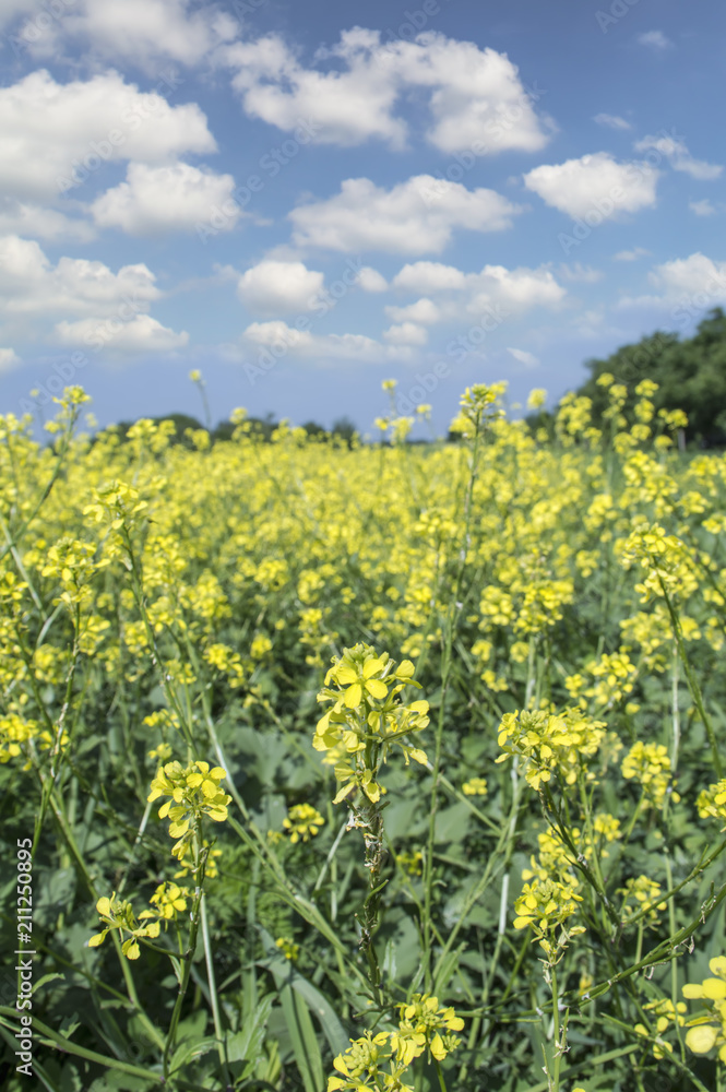 Oilseed rapeseed flowers in cultivated agricultural field.
