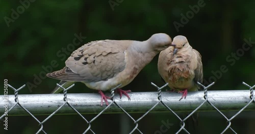 A Pair of Mourning Doves sitting on a chain link fence, preening each other after a rain. photo