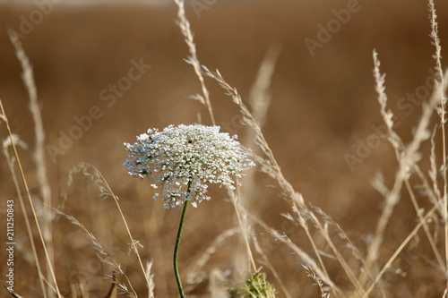 Harvest in autumn