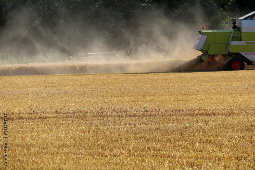 Fototapeta premium Harvest in autumn