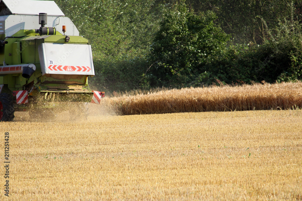 Fototapeta premium Harvest in autumn