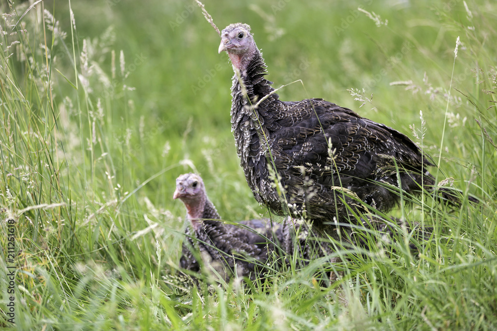 Zwei Puten ruhen im grünen Gras Zwei Puten ruhen im grünen Gras