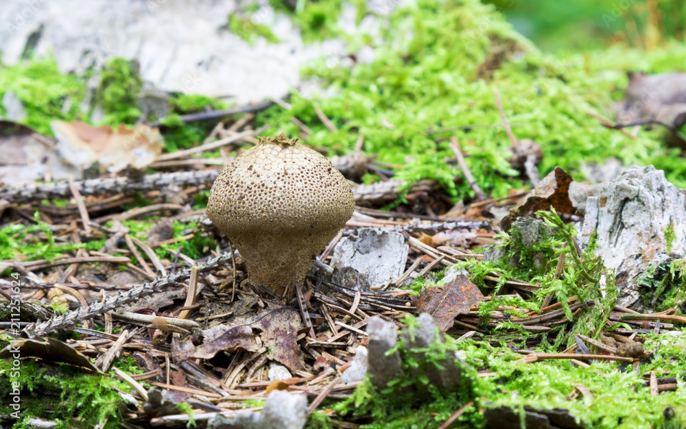 Mushrooms in the wood, nature background Mushrooms in the wood, nature background