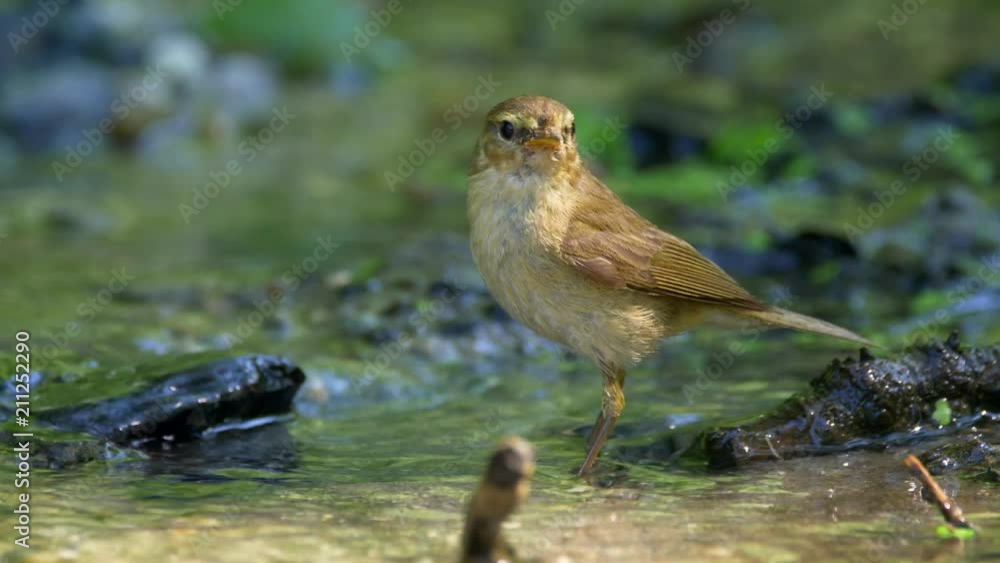 Common chiffchaff (Phylloscopus collybita) bathing