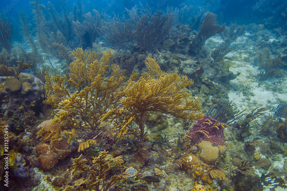 Fototapeta premium Soft coral reef