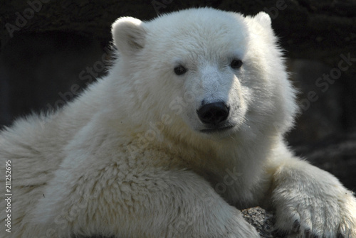 Junger Eisbär,  (Ursus maritimus), Captive,  Berlin, Deutschland, Europa