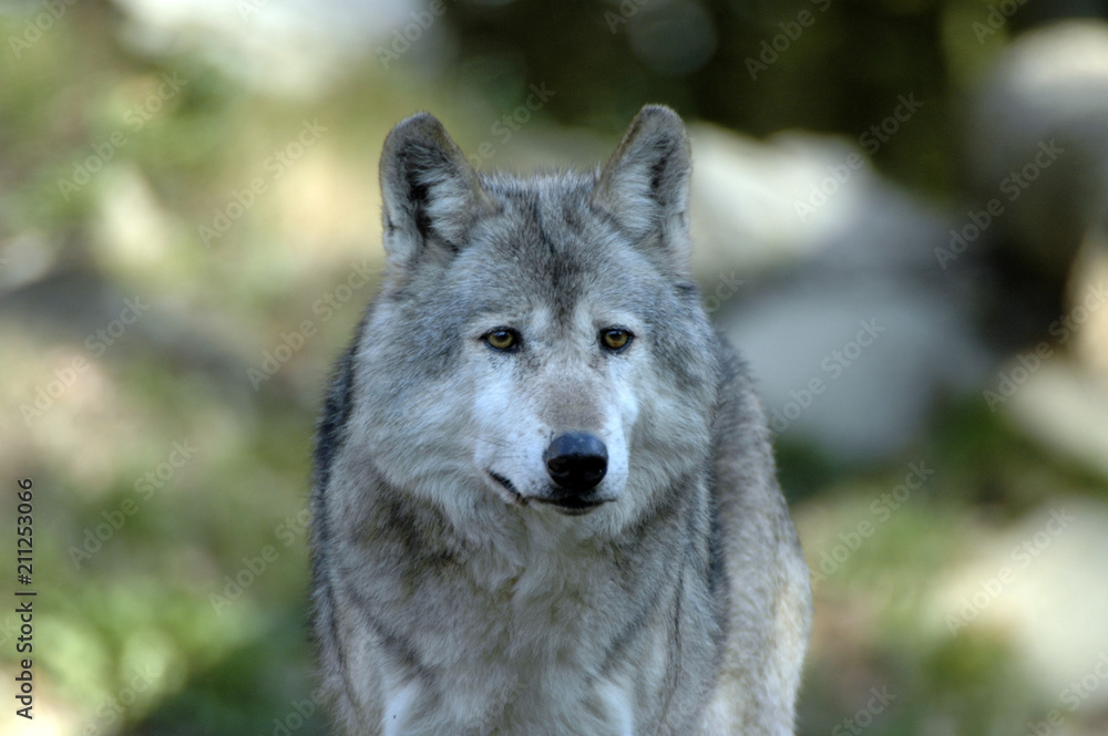 Mackenzie-Wolf (Canis lupus occidentalis), Captive, Deutschland, Europa ...