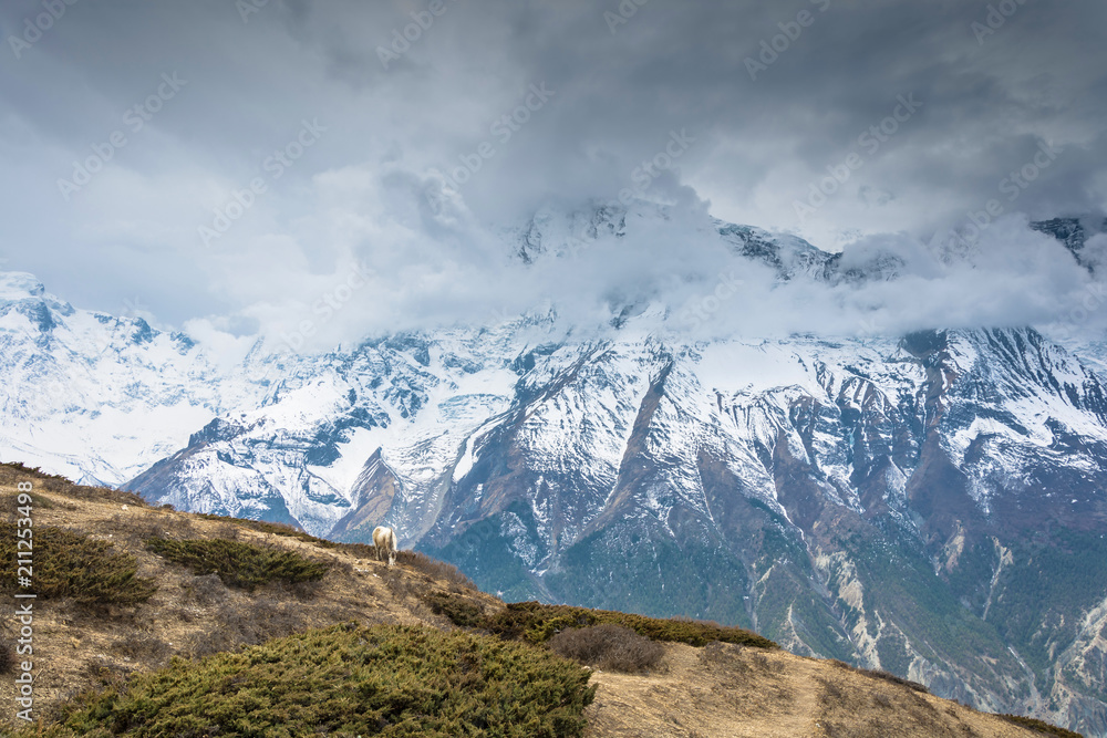 Lonely grazing horse on the background of snowy mountains, Nepal. Lonely grazing horse on the background of snowy mountains, Nepal.