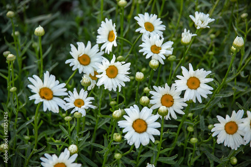 small patch of current and future white daisys