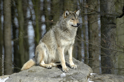 Mackenzie-Wolf  Canis lupus occidentalis   Captive  Deutschland  Europa