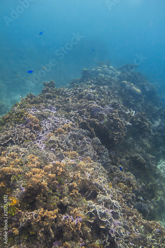 Fototapeta Naklejka Na Ścianę i Meble -  Coral reef wall