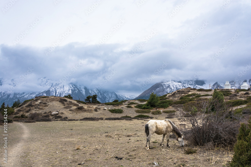 Naklejka premium White horse, grazing high in the mountains, Nepal.
