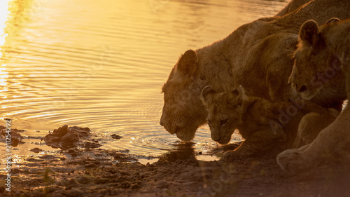 Принти на полотні Female Lion and Cubs at Watering Hole Sunset.