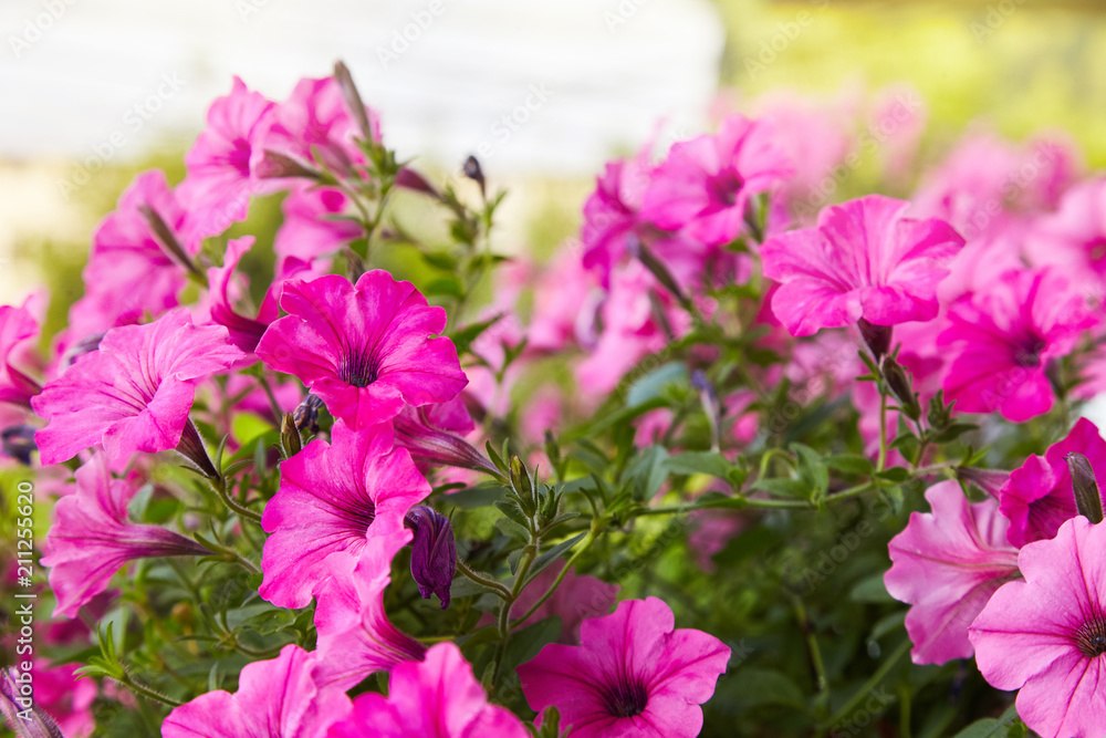 Beautiful pink petunia flowers (Petunia hybrida) in garden soft focus Beautiful pink petunia flowers (Petunia hybrida) in garden soft focus