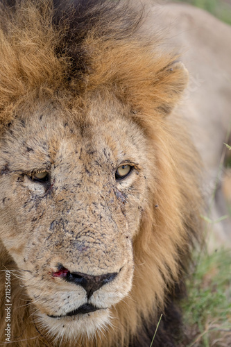 Fototapeta Naklejka Na Ścianę i Meble -  Wild Male Lion Close Up