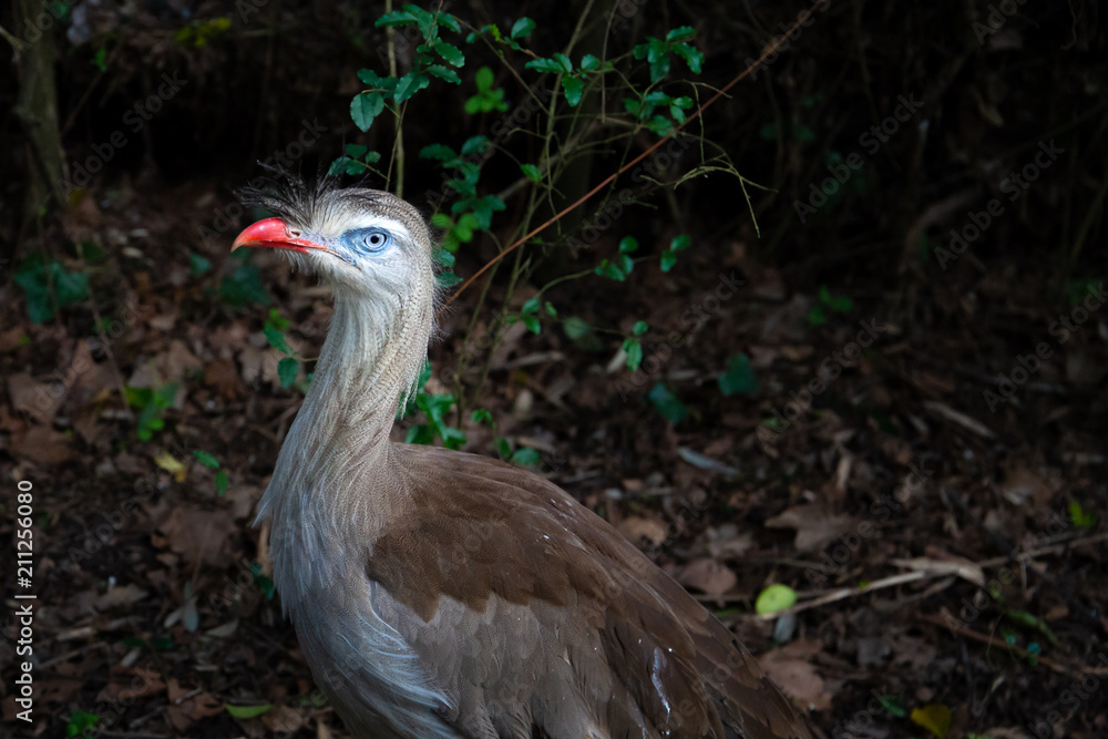 Naklejka premium series of photos depicting various species of birds and amphibians.
