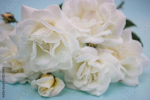 Close-up white roses on a soft blue background