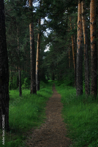 Path in the dark forest