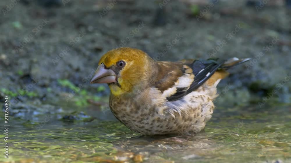 Hawfinch (Coccothraustes coccothraustes) bathing Hawfinch (Coccothraustes coccothraustes) bathing