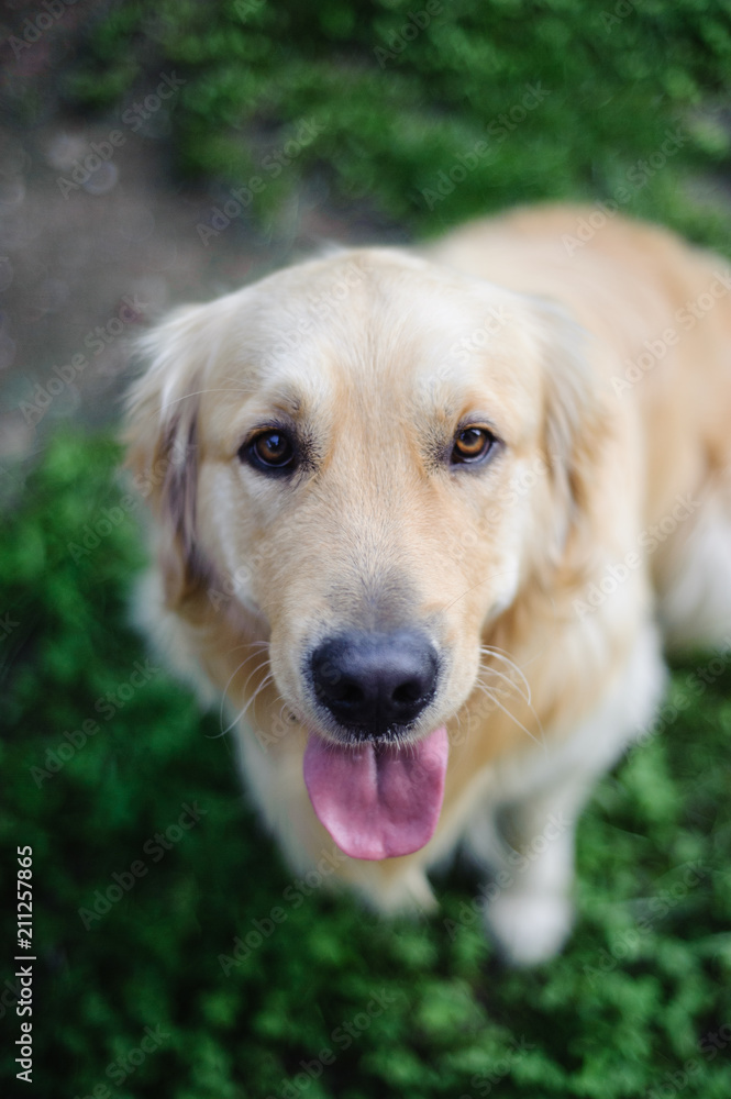 portrait of purebred Golden retriever dog in garden while looking upwards portrait of purebred Golden retriever dog in garden while looking upwards