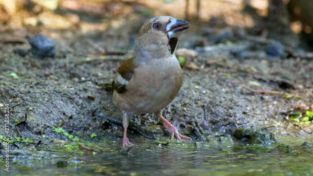 Hawfinch (Coccothraustes coccothraustes) drinking Hawfinch (Coccothraustes coccothraustes) drinking