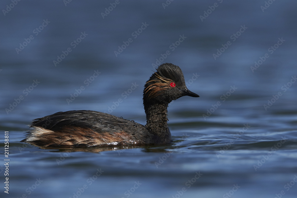 Black-necked grebe (Podiceps nigricollis) Black-necked grebe (Podiceps nigricollis)
