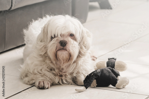 Furry white dog on the ground with his teddy toy by side.