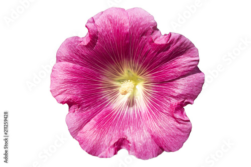 Alcea hollyhock one pink flower isolated on white