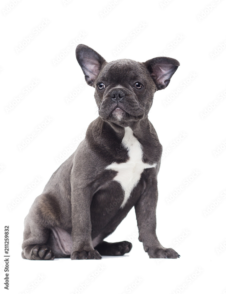 small puppy of a French bulldog on a white background