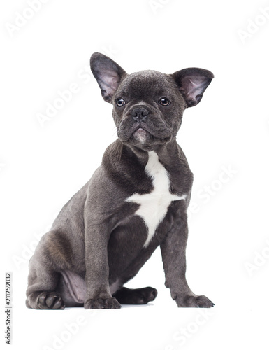 small puppy of a French bulldog on a white background © Happy monkey
