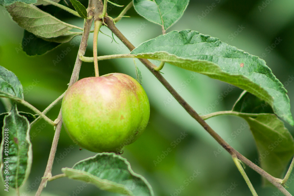 an unripe apple that acquires a red color. An apple hanging on a tree branch an unripe apple that acquires a red color. An apple hanging on a tree branch