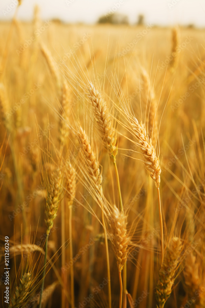 Ears of golden wheat close-up. Nature