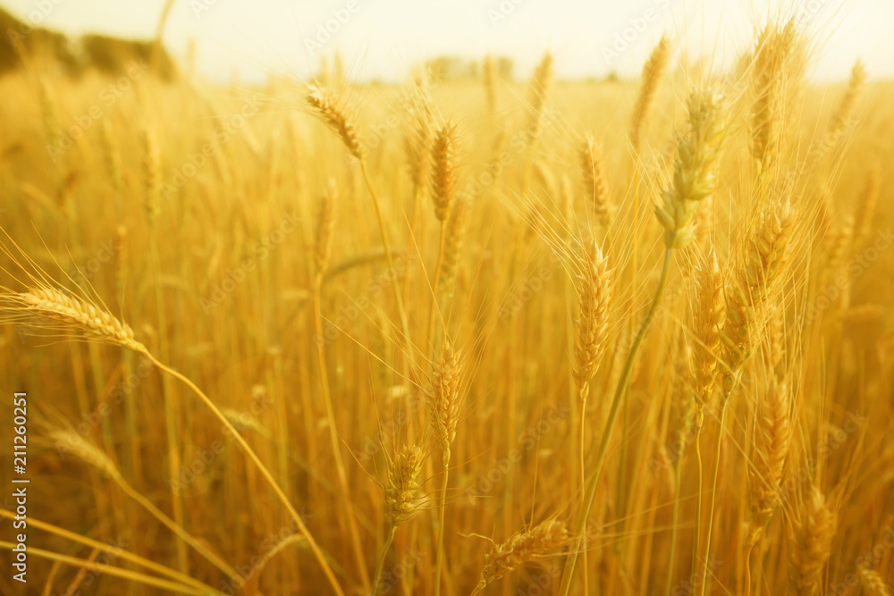 Beautiful nature sunset landscape in wheat field Beautiful nature sunset landscape in wheat field