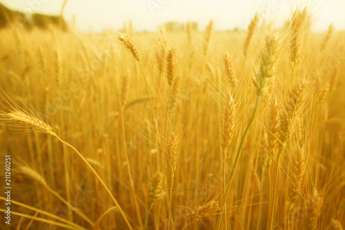 Beautiful nature sunset landscape in wheat field