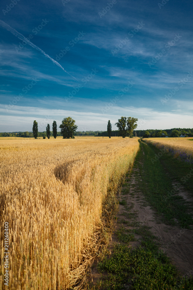 Naklejka premium Ripe wheats field and blue sky