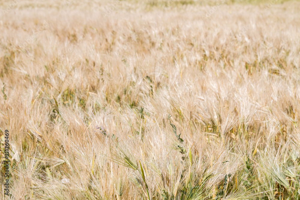 Fototapeta premium Field of rye ears of future bread in early summer