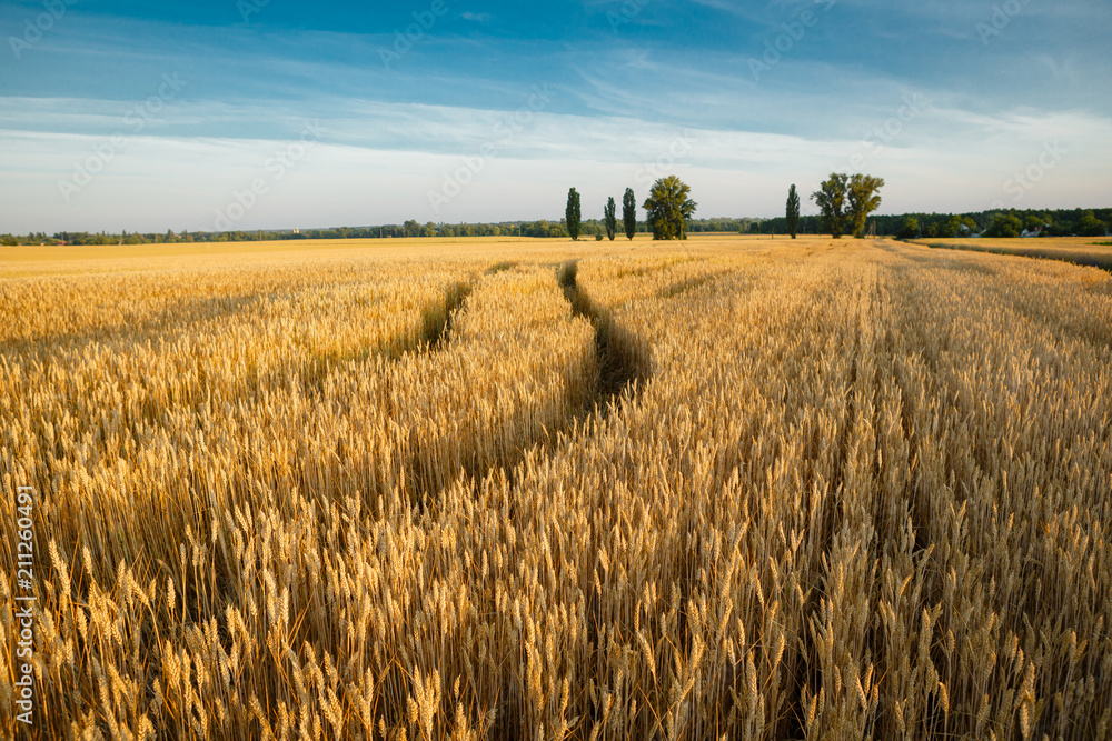Summer landscape with wheat