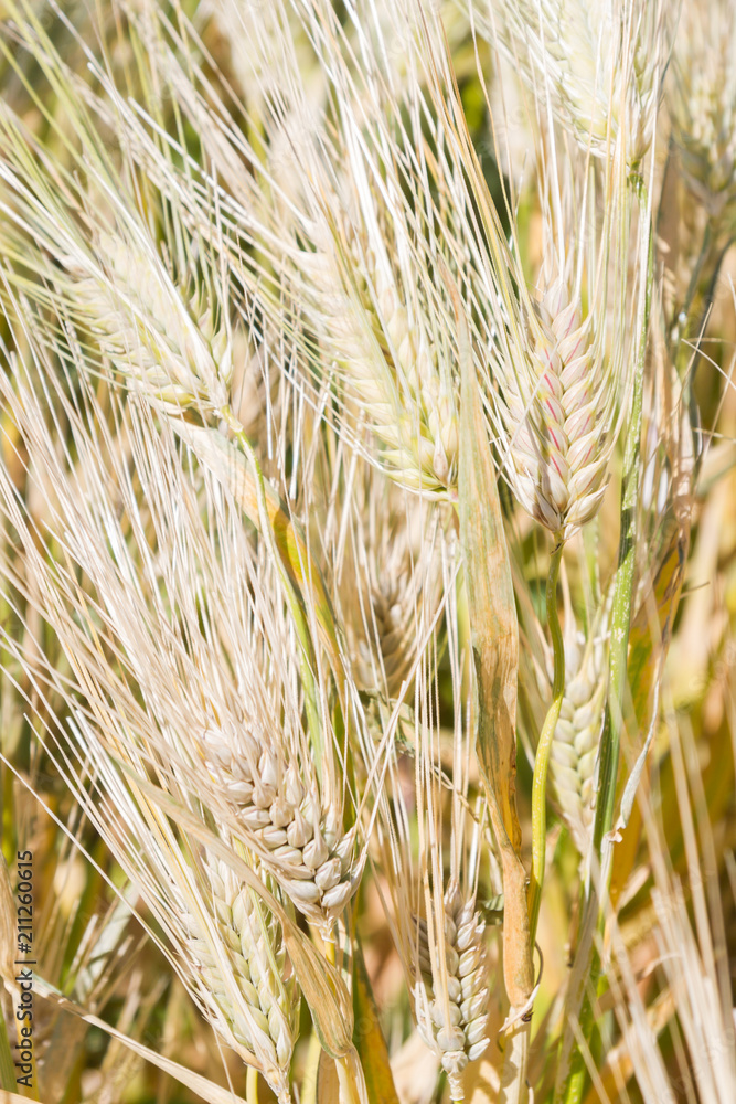 Field of rye ears of future bread in early summer