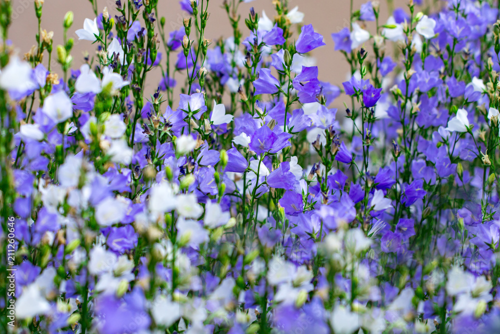 flowers are white and purple bells close up on a softly blurred background of green leaves and grass flowers are white and purple bells close up on a softly blurred background of green leaves and grass