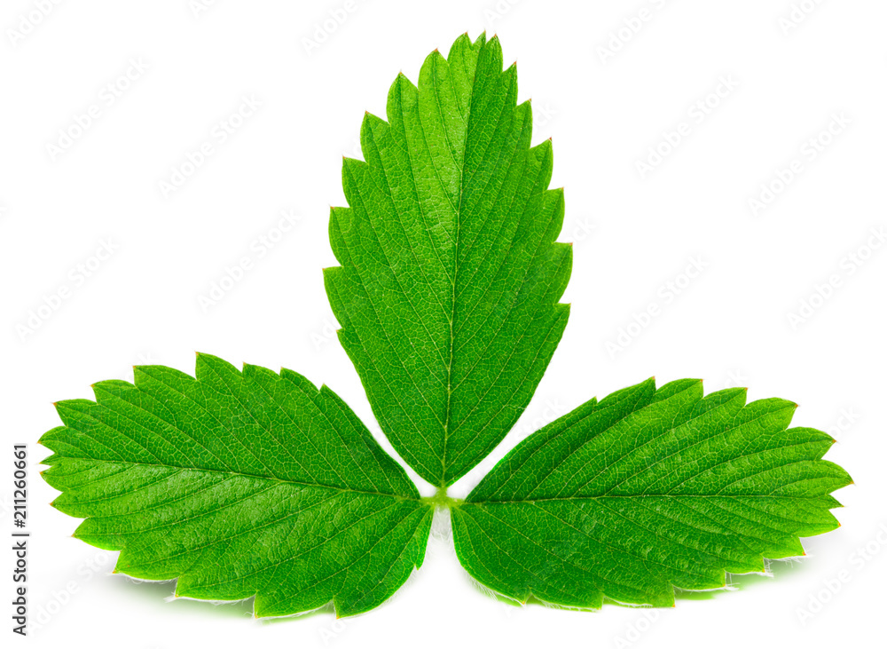 Strawberry leaves isolated on white background, close up Strawberry leaves isolated on white background, close up
