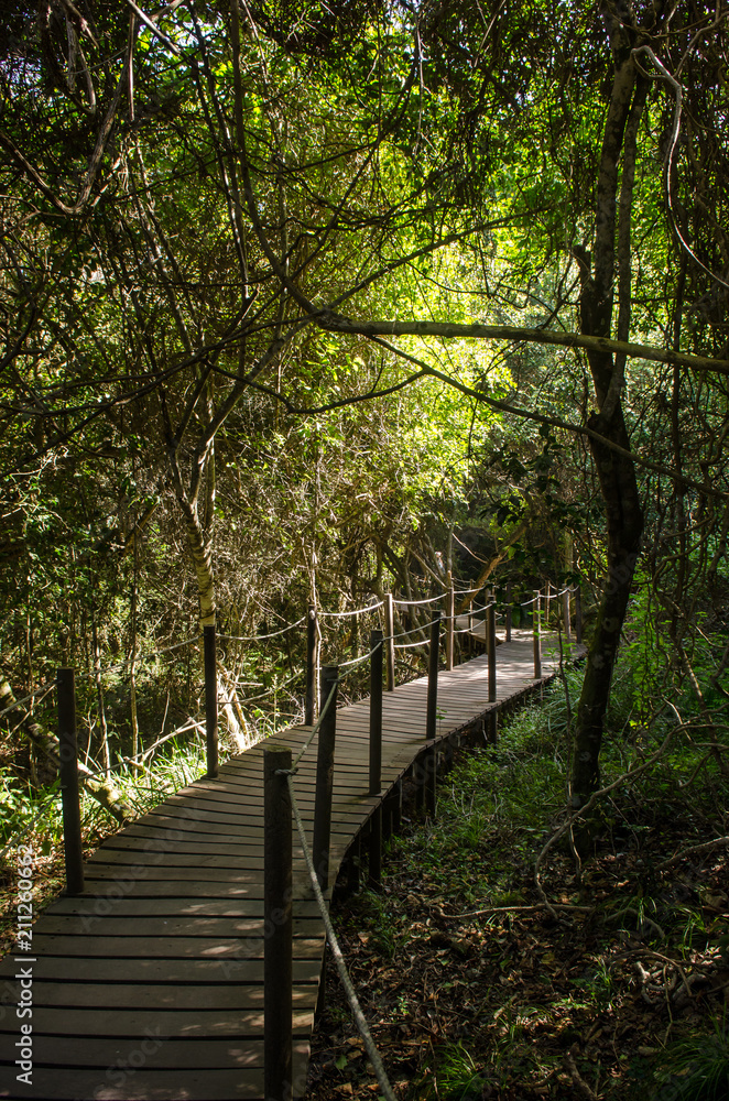 Tsitsikamma national park Garden Route, Indian ocean landscape, near Plettenberg bay, South Africa, Eastern Cape. South african landscape Tsitsikamma national park Garden Route, Indian ocean landscape, near Plettenberg bay, South Africa, Eastern Cape. South african landscape