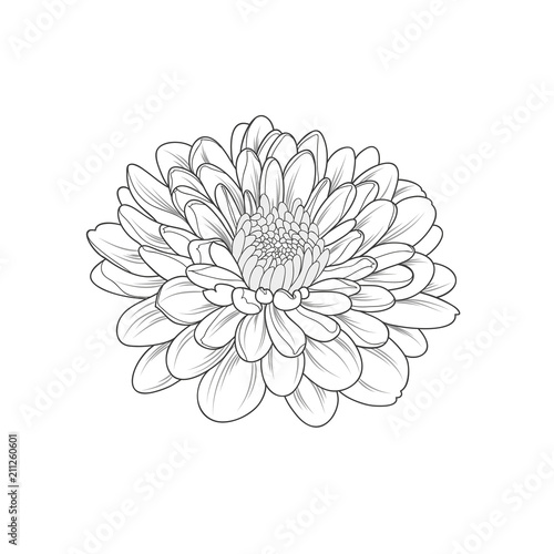 Fototapete Monochrome chrysanthemum flower painted by hand